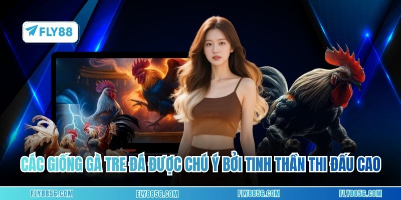 Các giống gà tre đá được đặc biệt chú ý bởi tinh thần thi đấu cao