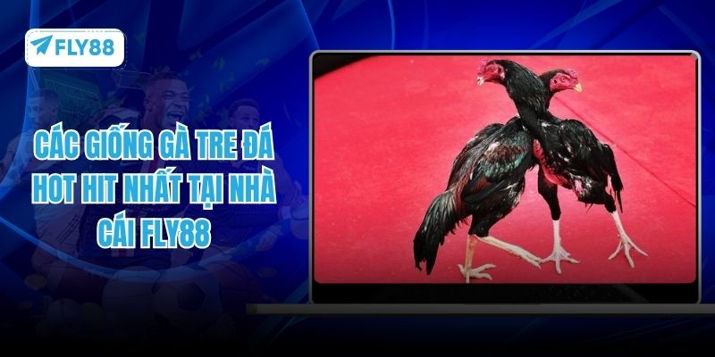 các giống gà tre đá