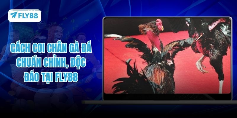 cách coi chân gà đá fly88